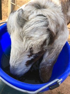 How To Rehydrate Farm Animals